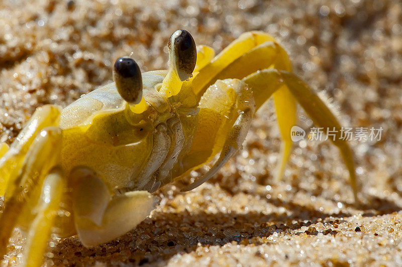 Caranguejo Guruçá (Ocypode quadrata) | Atlantic ghost crab